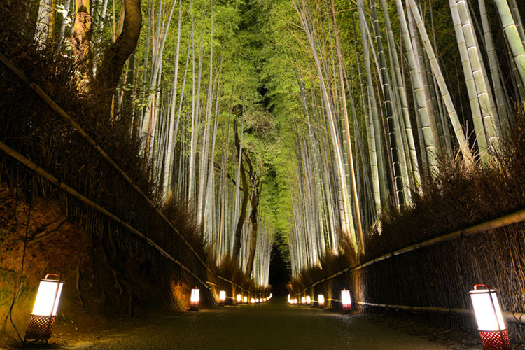 Lantern-lit path through the Arashiyama Bamboo Grove at night.