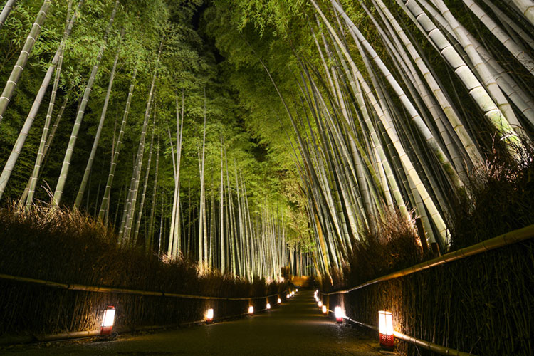 Arashiyama Bamboo Grove the night before the Hanatouro event.