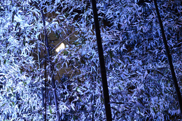 Quarter moon shining through bamboo at night during the Hanatouro illumination.