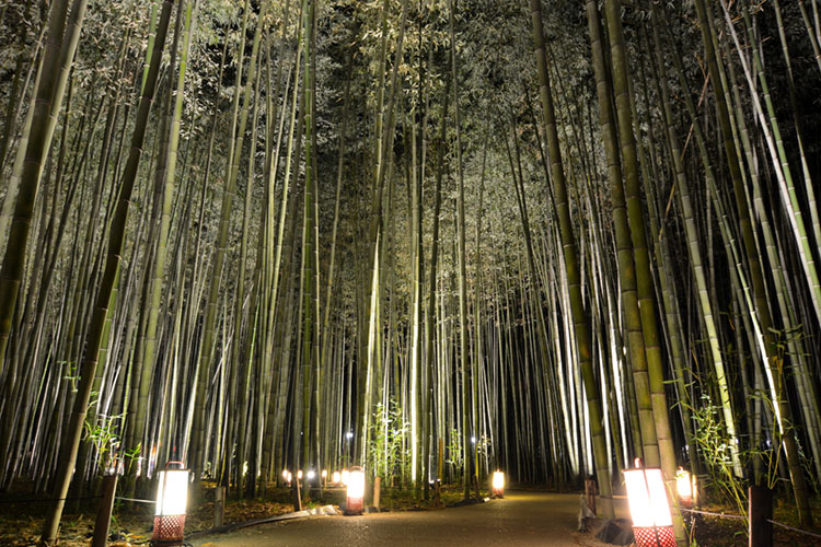 Lanterns illuminating a walkway through the Tenryuu-ji Bamboo Grove.