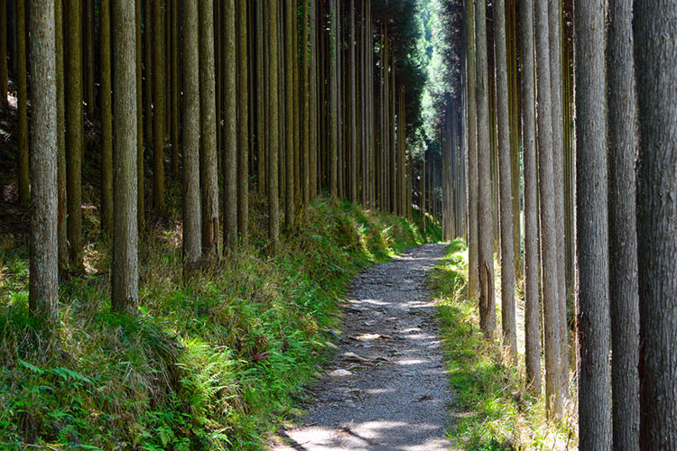 Pathway through a forest of Kitayama cedar trees.