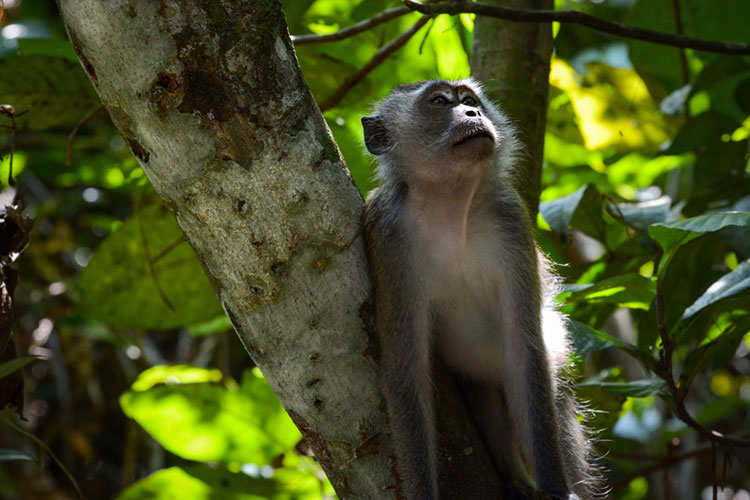 Long-tailed macaque looking for fresh fruits and leaves.