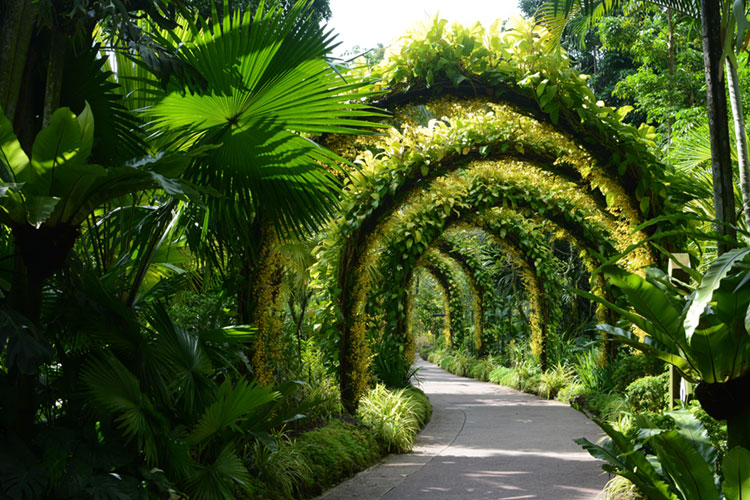 National Orchid Garden flower arches tunnel.
