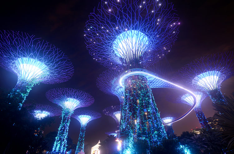 Night view of the glowing Supertree Grove in Gardens by the Bay.