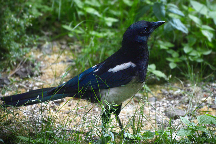 Pica sericea, more commonly known as the Oriental magpie.