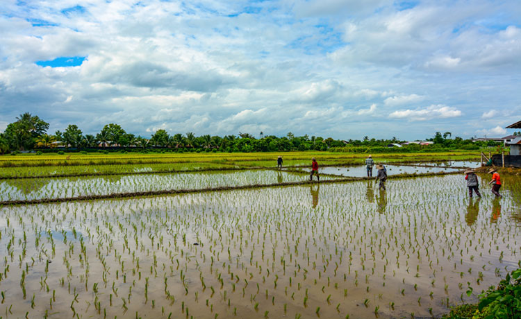 Freshly sown rice paddies in the outskirts of Chiang Mai.