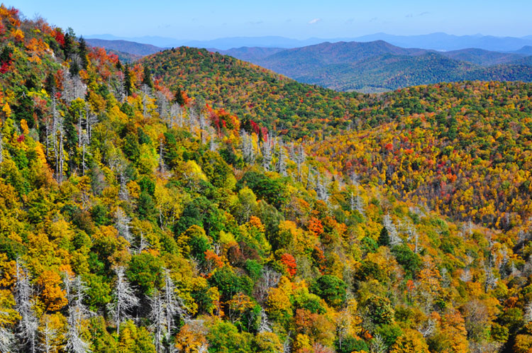 East Fork Overlook during the peak of autumn color on the Blue Ridge Parkway.