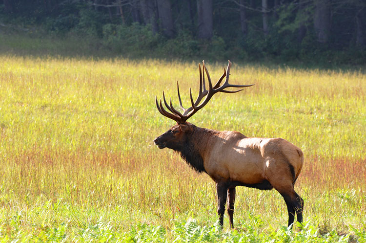 Wild male elk with huge antlers at Cataloochee Valley during autumn.