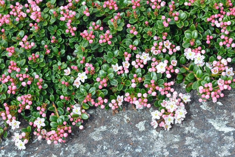 Sand myrtle shrub and flowers growing over a rock.