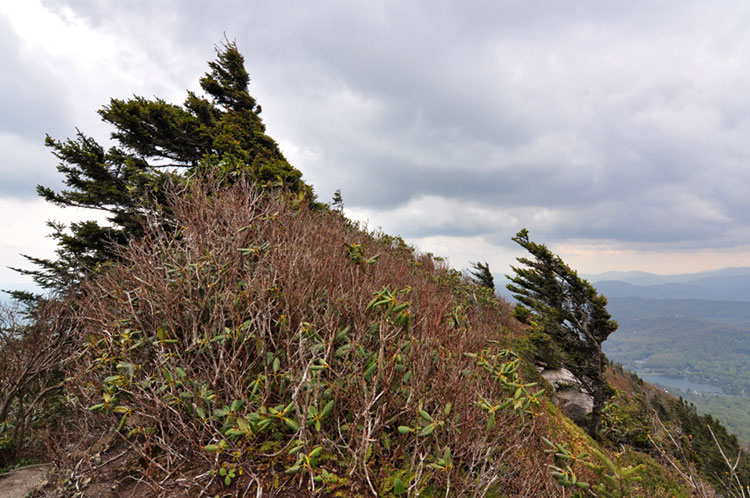 Wind-swept ridge along a high elevation peak on Grandfather Mountain.